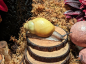 Preview: Archachatina Marginata Ovum Albina